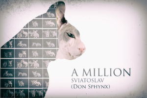 A Million Sviatoslav - Don Sphynx