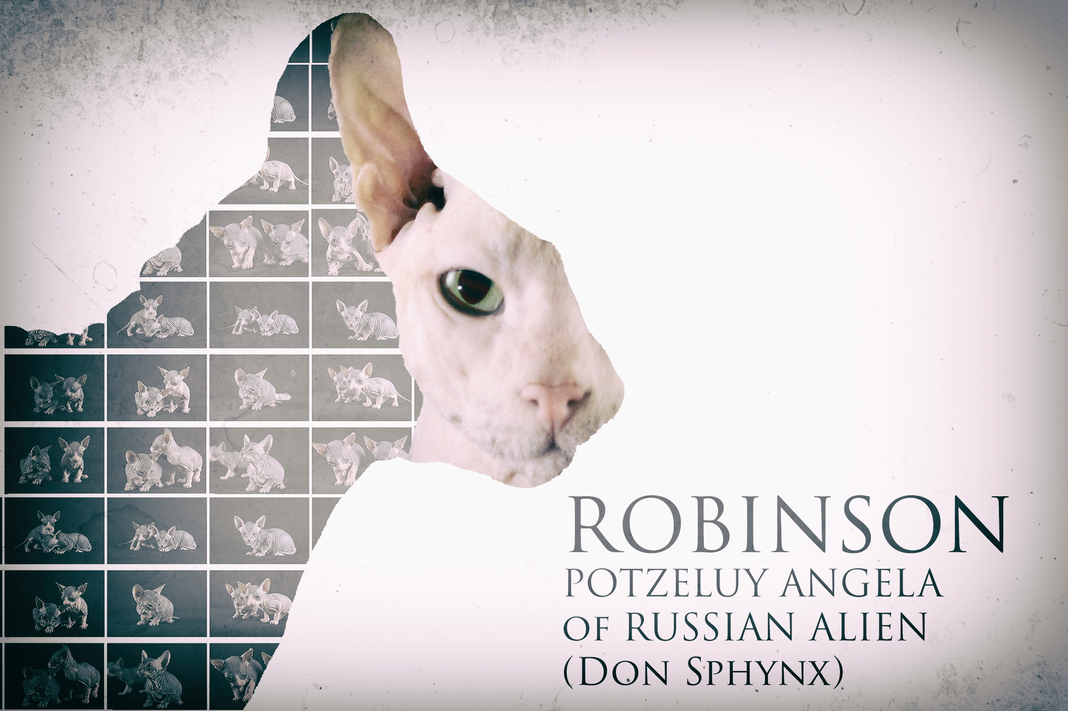 T'Robinson Potseluy Angela - Don Sphynx