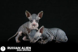 Dimon and Dunia Don Sphynx