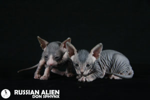 Dimon and Dunia Don Sphynx