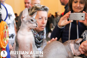 Russian Alien Don Sphynx a Vaprio d'Adda al Festival dei Gatti