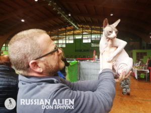 AFEF Cat Show Valboldione - Russian Alien Don Sphynx