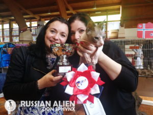 AFEF Cat Show Valboldione - Russian Alien Don Sphynx
