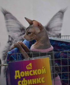 Minsk Cat Show 3 e 4 Apri...