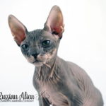 Russian Alien - Don Sphynx