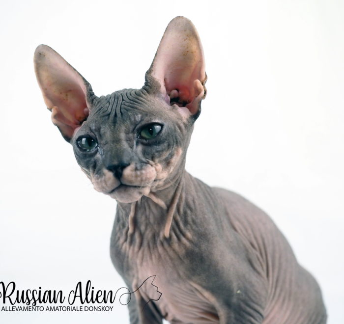 Russian Alien - Don Sphynx