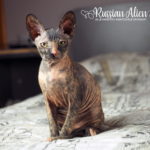 Russian Alien - Don Sphynx