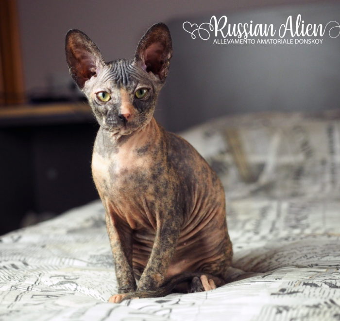 Russian Alien - Don Sphynx